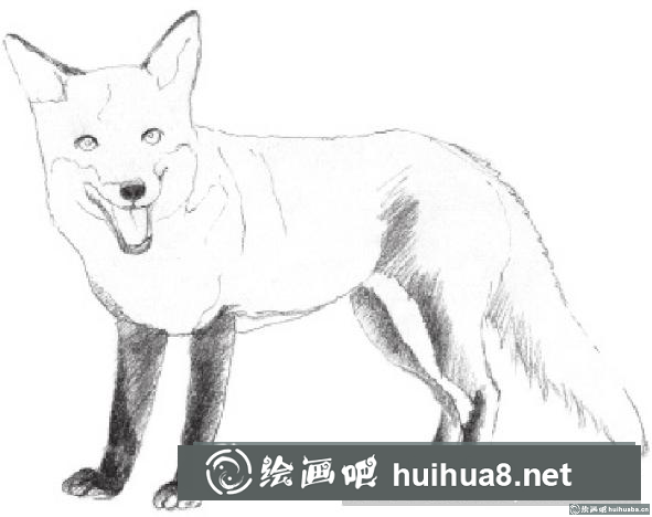 素描画狐狸