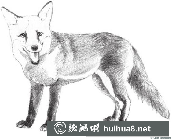 素描画狐狸