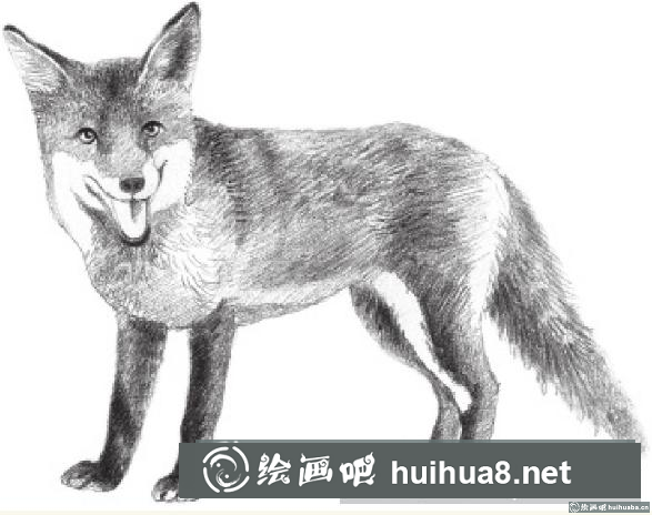 素描画狐狸