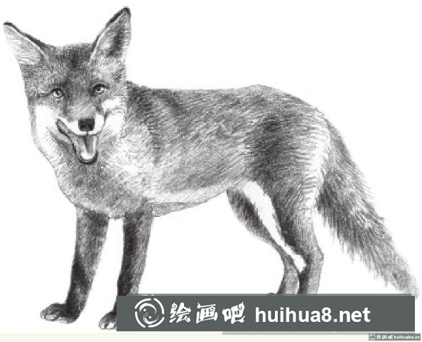 素描画狐狸