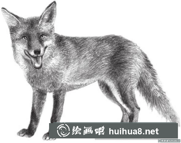 素描画狐狸