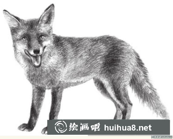 素描画狐狸