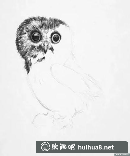 素描画猫头鹰