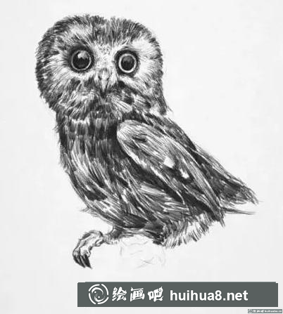 素描画猫头鹰