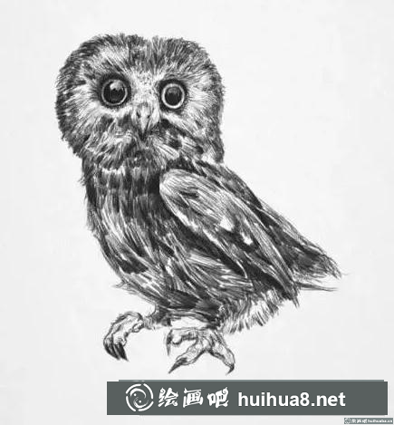 素描画猫头鹰
