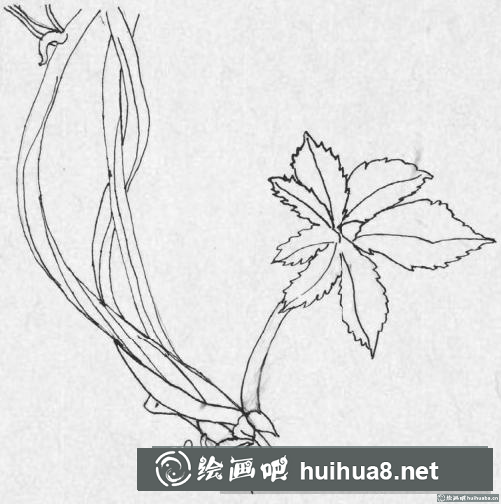 钢笔画藤蔓