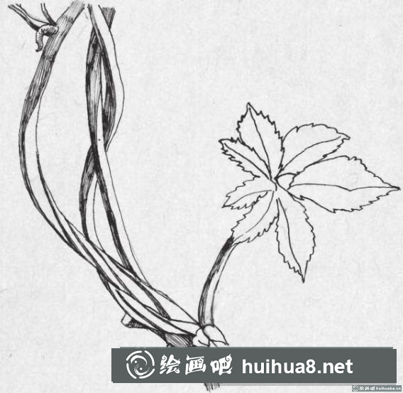 钢笔画藤蔓