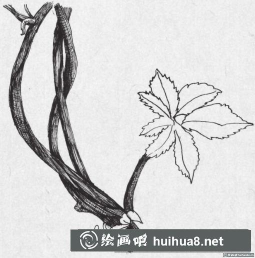 钢笔画藤蔓