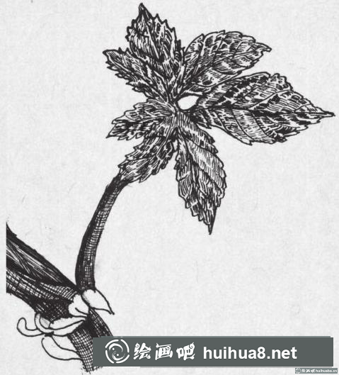 钢笔画藤蔓