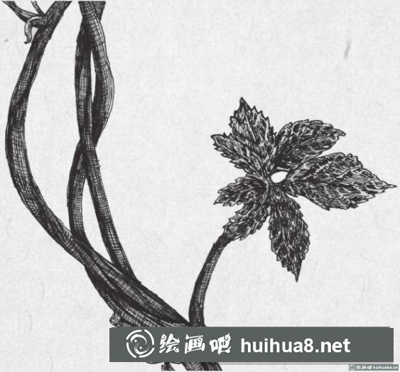 钢笔画藤蔓