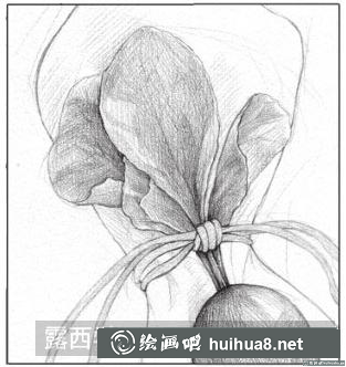 素描画小萝卜 素描画小萝卜