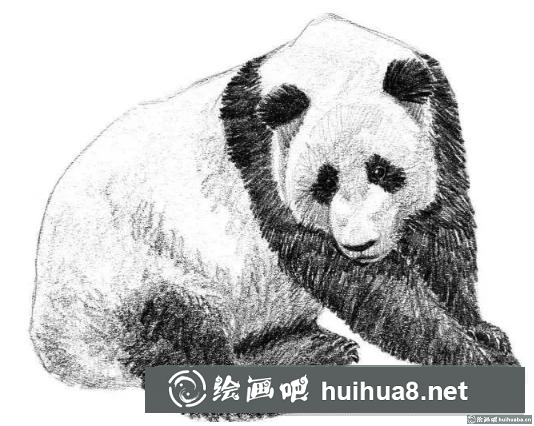 素描画大熊猫