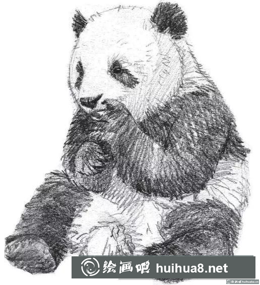 素描画大熊猫