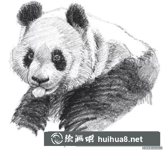 素描画大熊猫