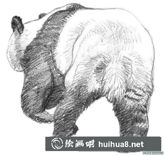 素描画大熊猫