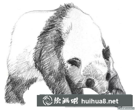 素描画大熊猫