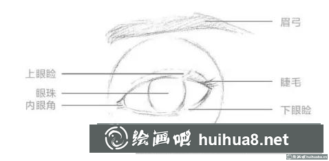 眼睛结构