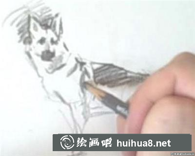 素描教程：怎么画狗
