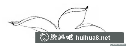 花卉的画法 花卉的画法