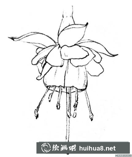 花卉的画法 花卉的画法
