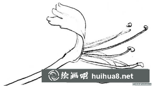 花卉的画法 花卉的画法
