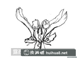 花卉的画法 花卉的画法