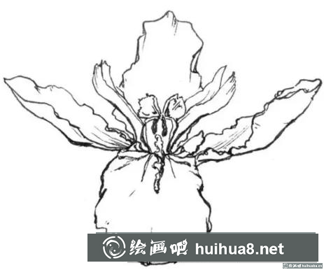 花卉的画法 花卉的画法
