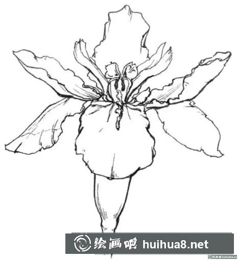 花卉的画法 花卉的画法