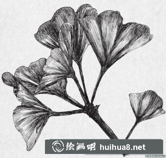 钢笔画银杏叶