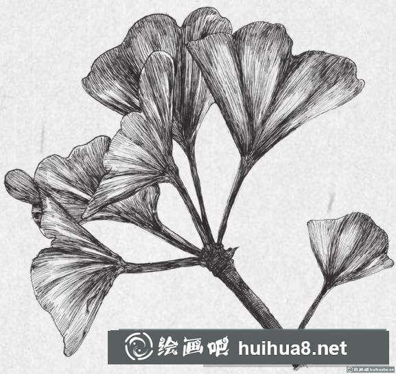 钢笔画银杏叶