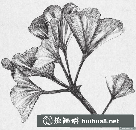 钢笔画银杏叶