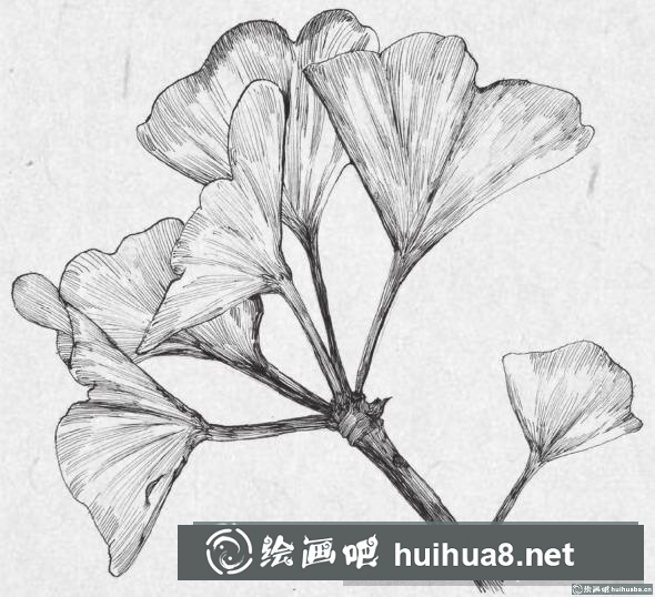 钢笔画银杏叶