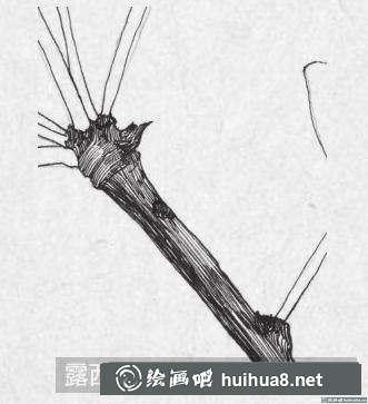 钢笔画银杏叶