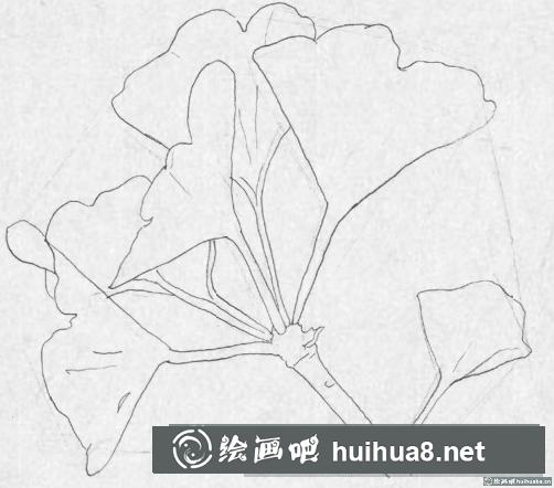 钢笔画银杏叶