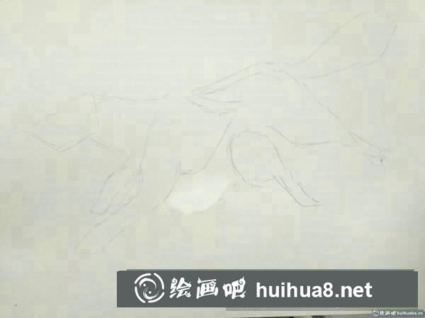 狼插画