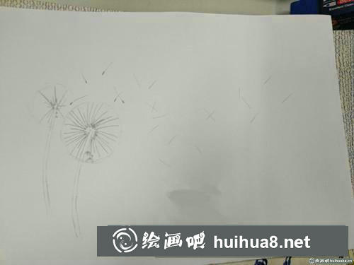 蒲公英插画