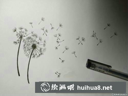 蒲公英插画