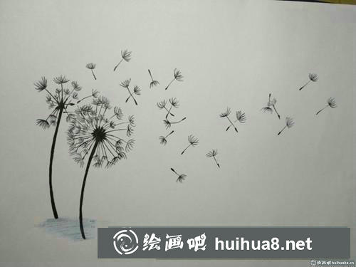 蒲公英插画