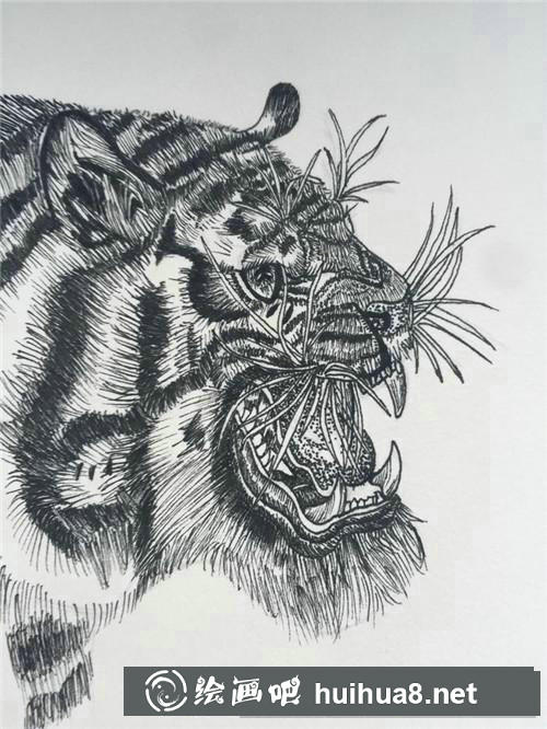 老虎插画 老虎插画