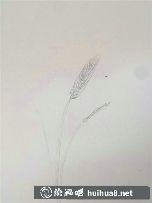 麦穗插画