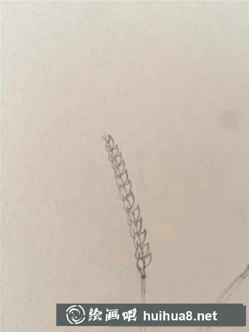 麦穗插画