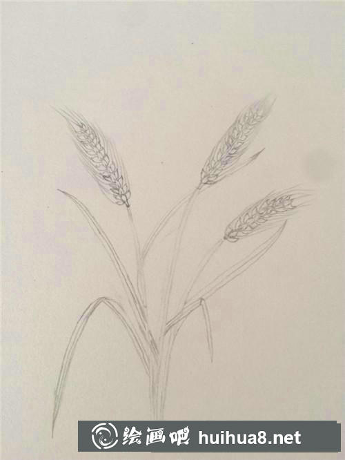 麦穗插画