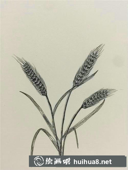 麦穗插画
