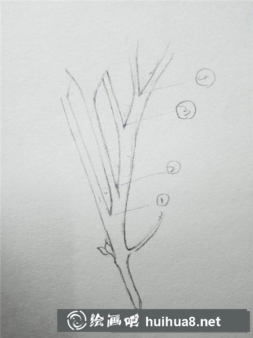 冬青插画