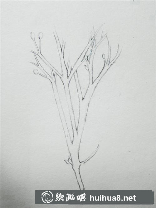 冬青插画