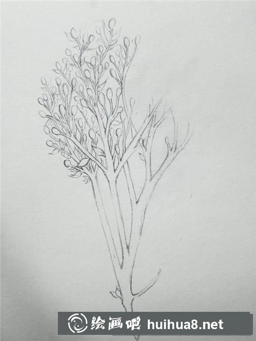 冬青插画