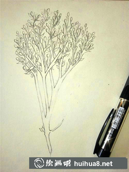冬青插画