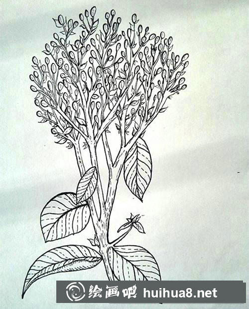 冬青插画