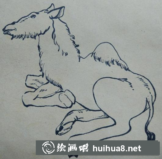 骆驼的画法