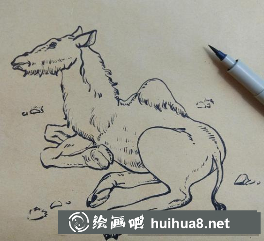 骆驼的画法